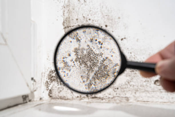 Best Mold Odor Removal Services  in Boise, ID